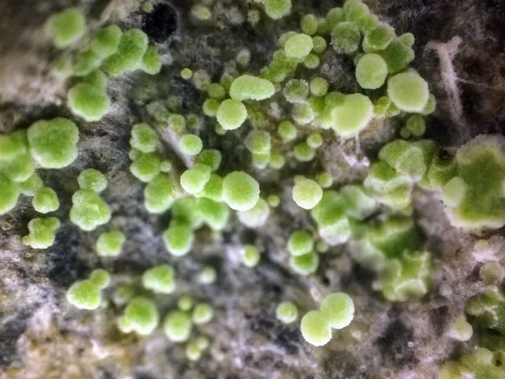 Foto yang diasosiasikan dengan Baeomyces rufus pada iNaturalist