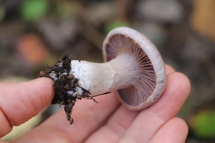 Foto yang diasosiasikan dengan Thaxterogaster porphyropus pada iNaturalist