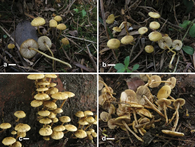 Pelat basidioma Xanthagaricus: X. flavosquamosus pada a–b, spesies pembanding pada c–d