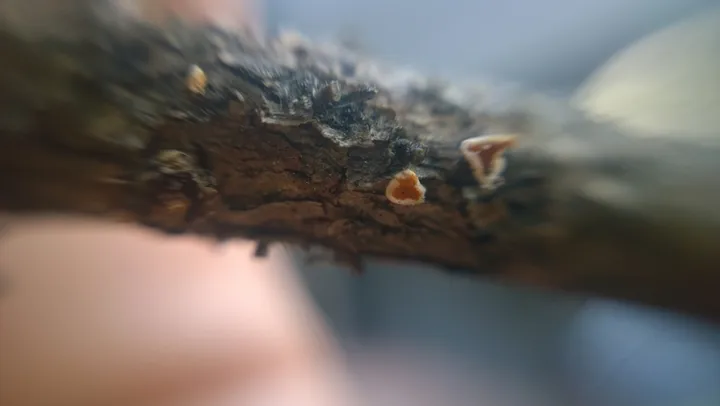 Foto yang diasosiasikan dengan Lachnellula suecica pada iNaturalist