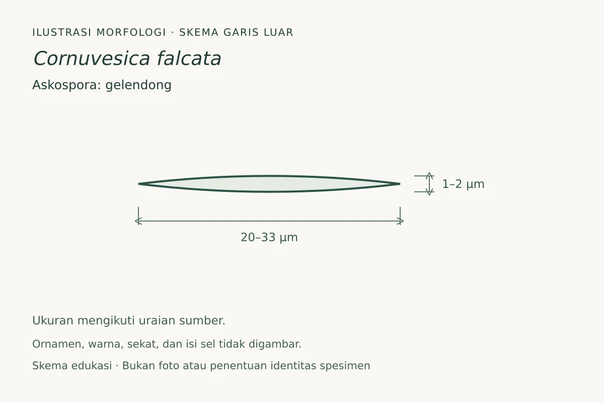 Skema garis luar askospora Cornuvesica falcata: gelendong, ukuran 20–33 × 1–2 µm