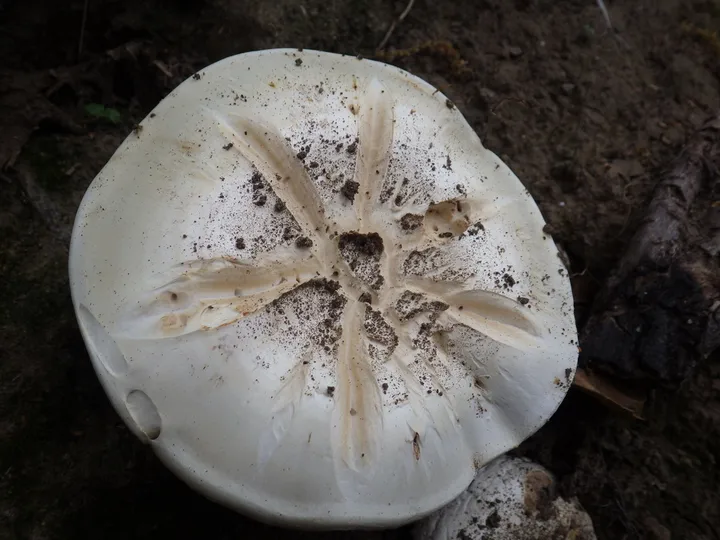 Foto yang diasosiasikan dengan Agaricus bernardii pada iNaturalist