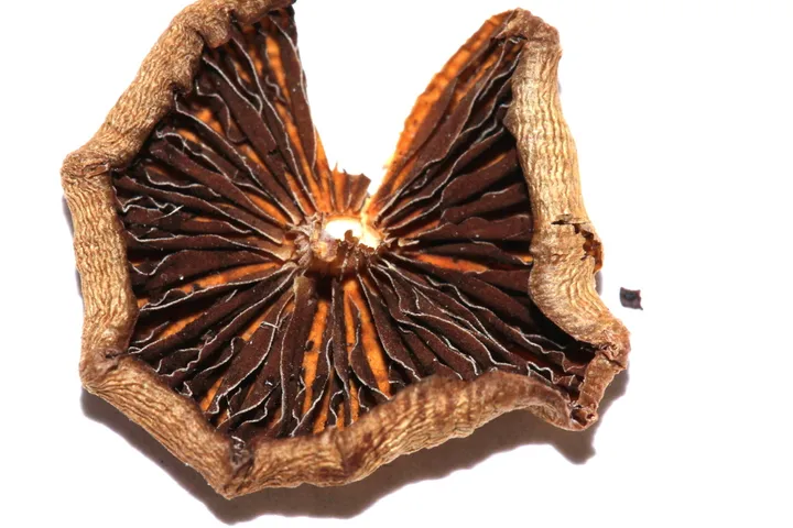 Foto yang diasosiasikan dengan Psilocybe strictipes pada iNaturalist