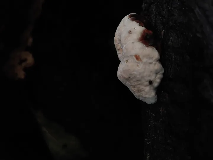 Foto yang diasosiasikan dengan Heterobasidion araucariae pada iNaturalist