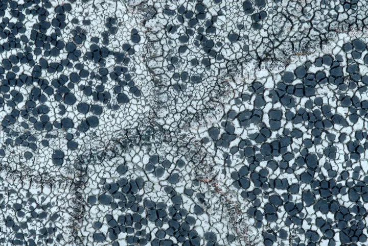 Foto yang diasosiasikan dengan Lecidea tessellata pada iNaturalist