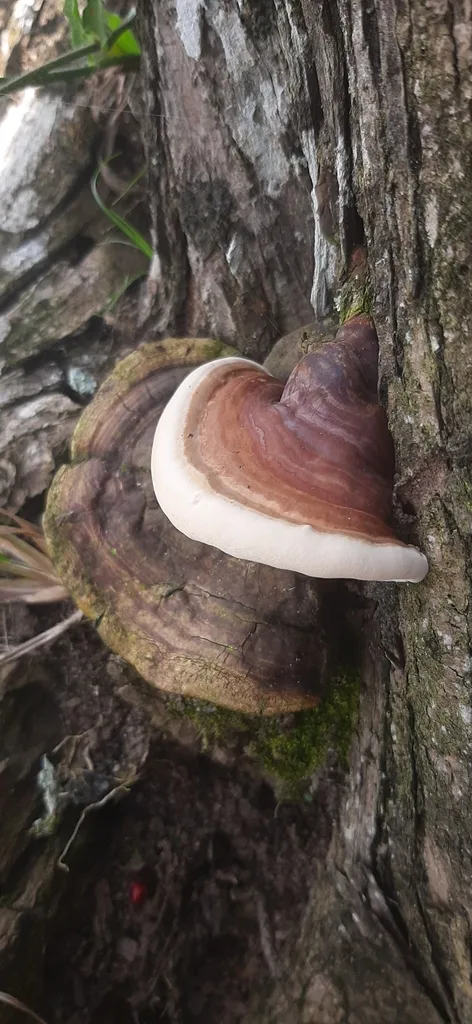 Foto yang diasosiasikan dengan Ganoderma resinaceum pada iNaturalist
