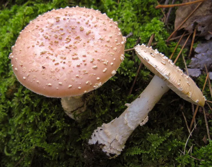 Foto yang diasosiasikan dengan Amanita persicina pada iNaturalist