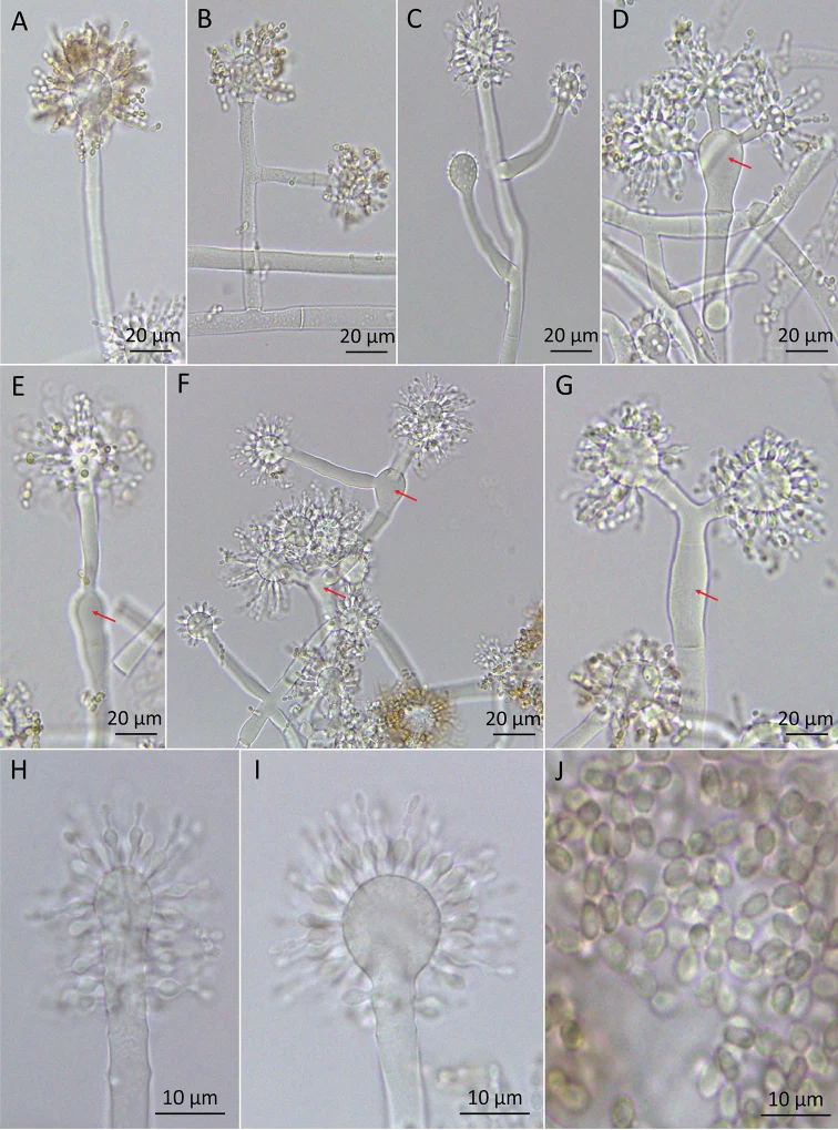 Pelat ilmiah Escovopsis multiformis menurut sumber