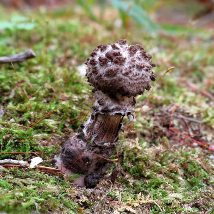 Foto yang diasosiasikan dengan Strobilomyces strobilaceus pada iNaturalist