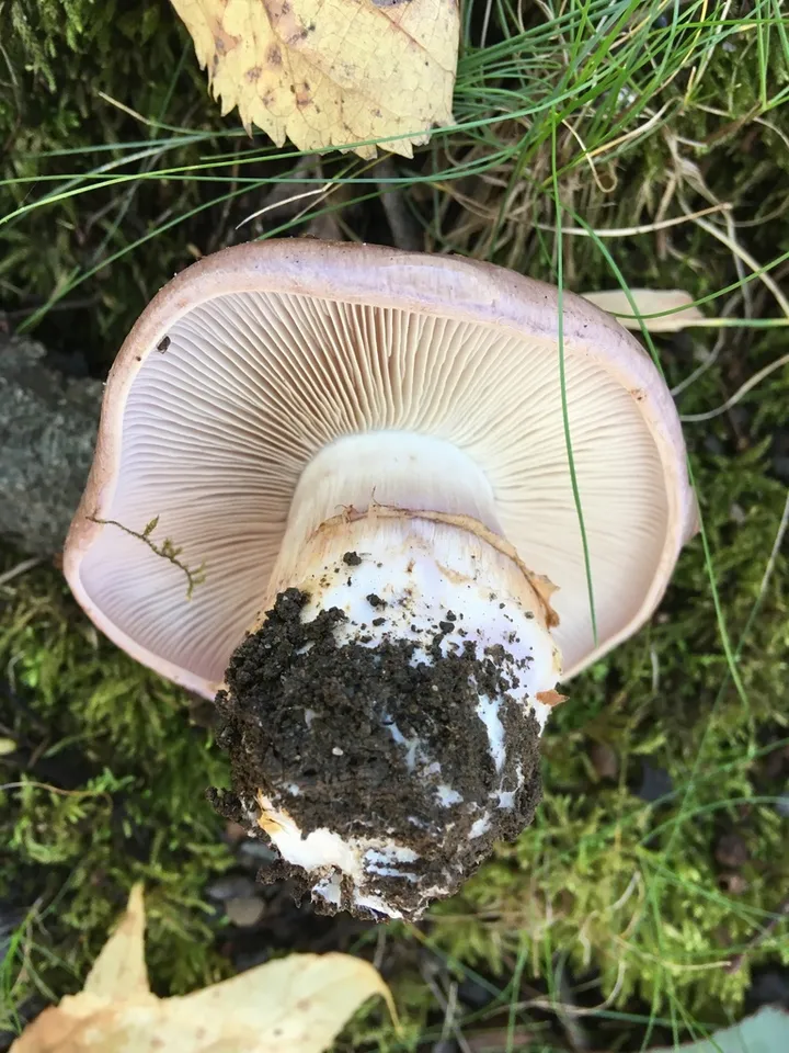 Foto yang diasosiasikan dengan Phlegmacium balteatocumatile pada iNaturalist