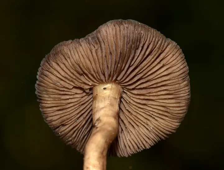 Foto yang diasosiasikan dengan Psilocybe mescaleroensis pada iNaturalist
