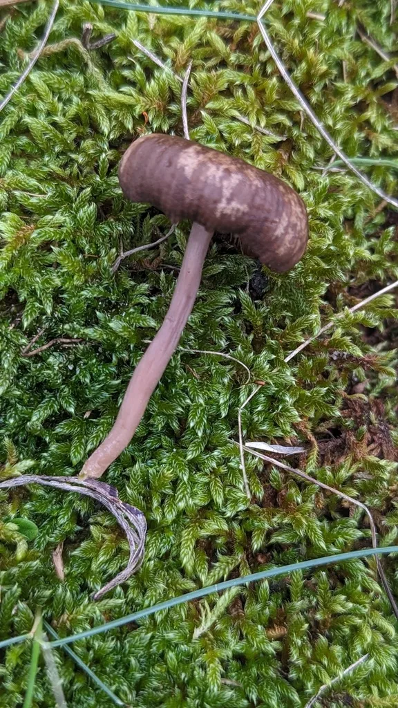 Foto yang diasosiasikan dengan Clitocybe barbularum pada iNaturalist
