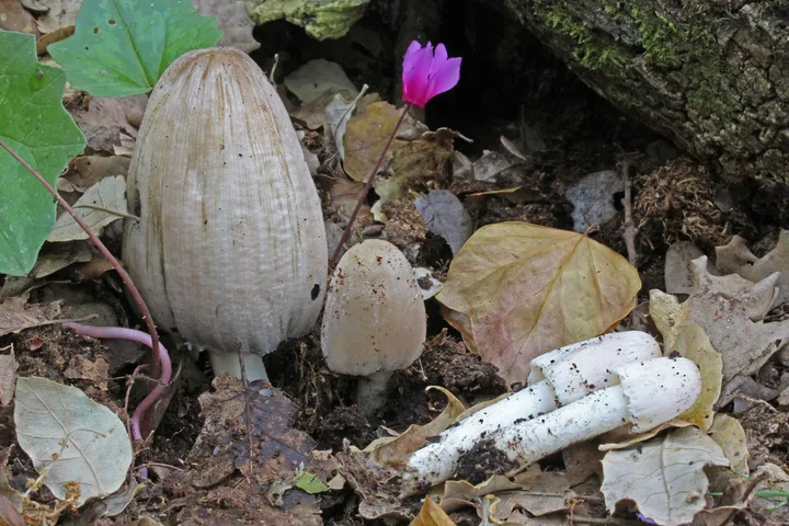 Foto yang diasosiasikan dengan Coprinopsis insignis pada iNaturalist