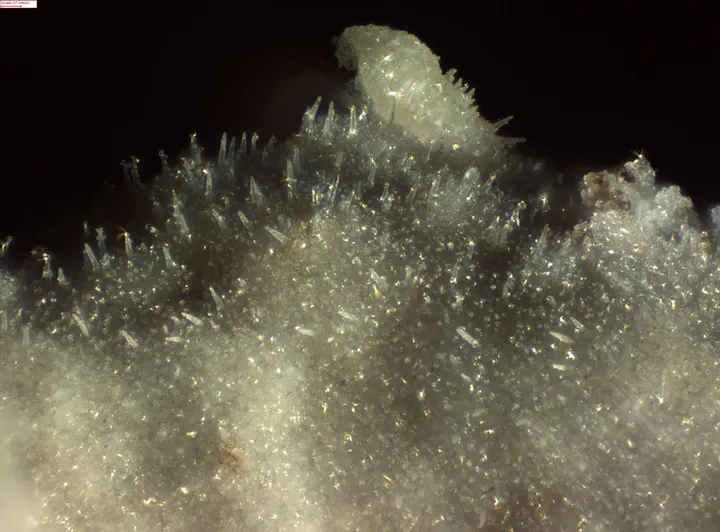 Foto yang diasosiasikan dengan Peniophorella pubera pada iNaturalist