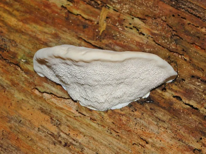 Foto yang diasosiasikan dengan Postia tephroleuca pada iNaturalist