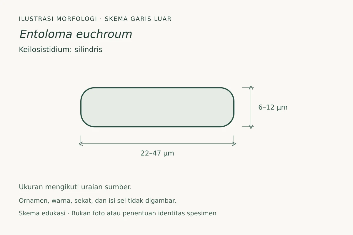 Skema garis luar keilosistidium Entoloma euchroum: silindris, ukuran 22–47 × 6–12 µm