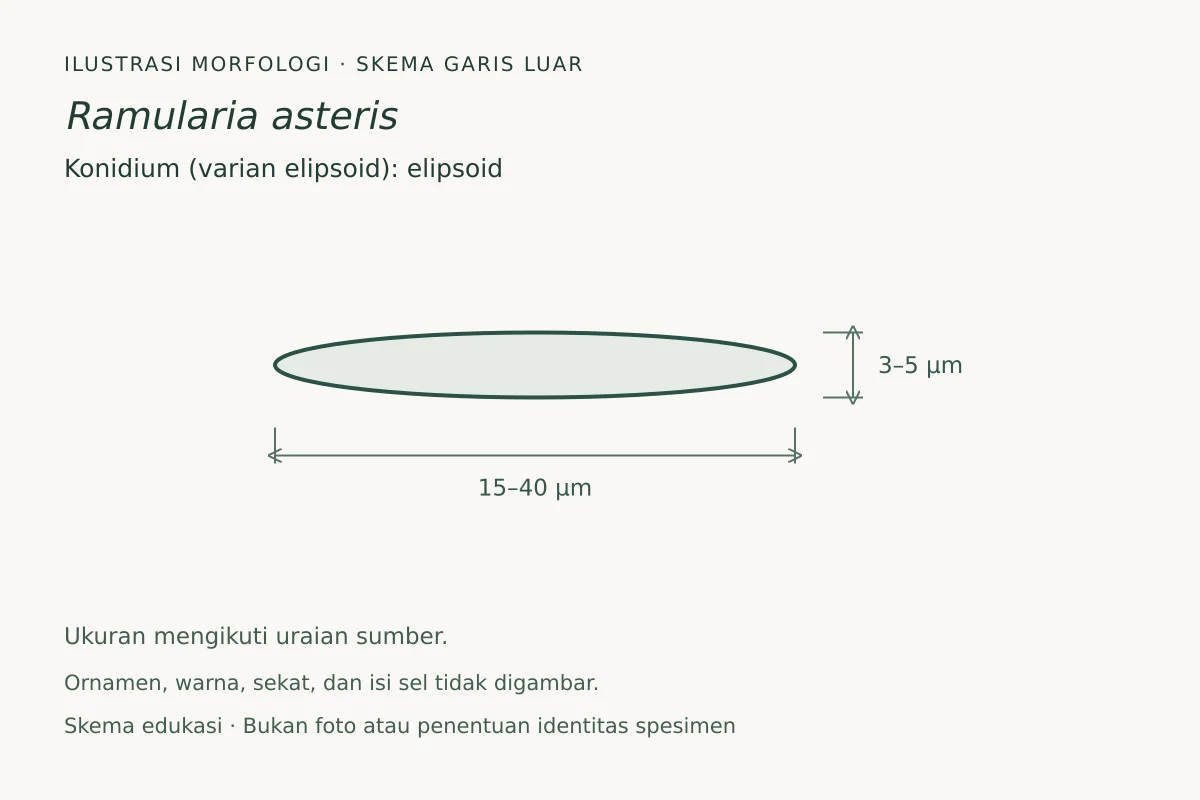 Skema garis luar konidium (varian elipsoid) Ramularia asteris: elipsoid, ukuran 15–40 × 3–5 µm