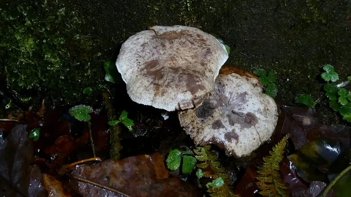 Foto yang diasosiasikan dengan Neolentinus adhaerens pada iNaturalist