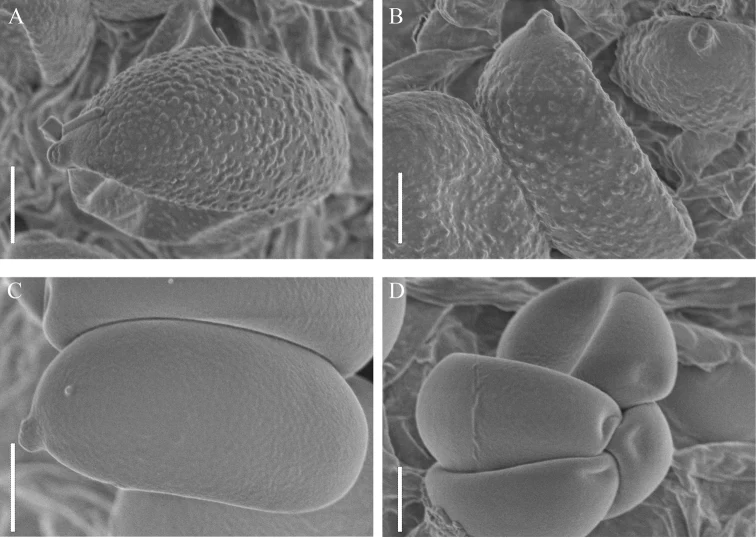 Pelat SEM komparatif basidiospora: Coprinopsis pusilla pada A–B dan C. jilinensis pada C–D