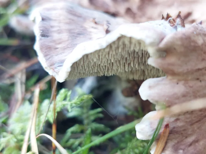Foto yang diasosiasikan dengan Phellodon violascens pada iNaturalist