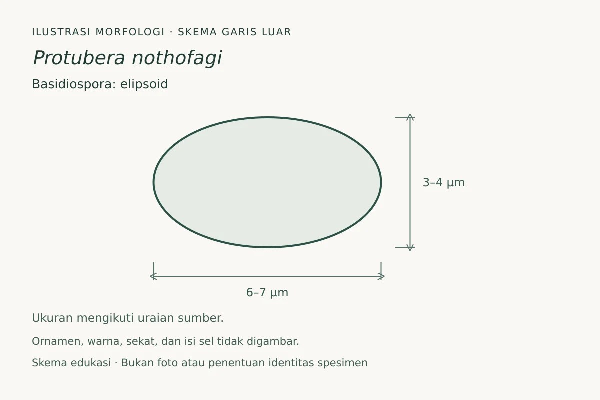 Skema garis luar basidiospora Protubera nothofagi: elipsoid, ukuran 6–7 × 3–4 µm