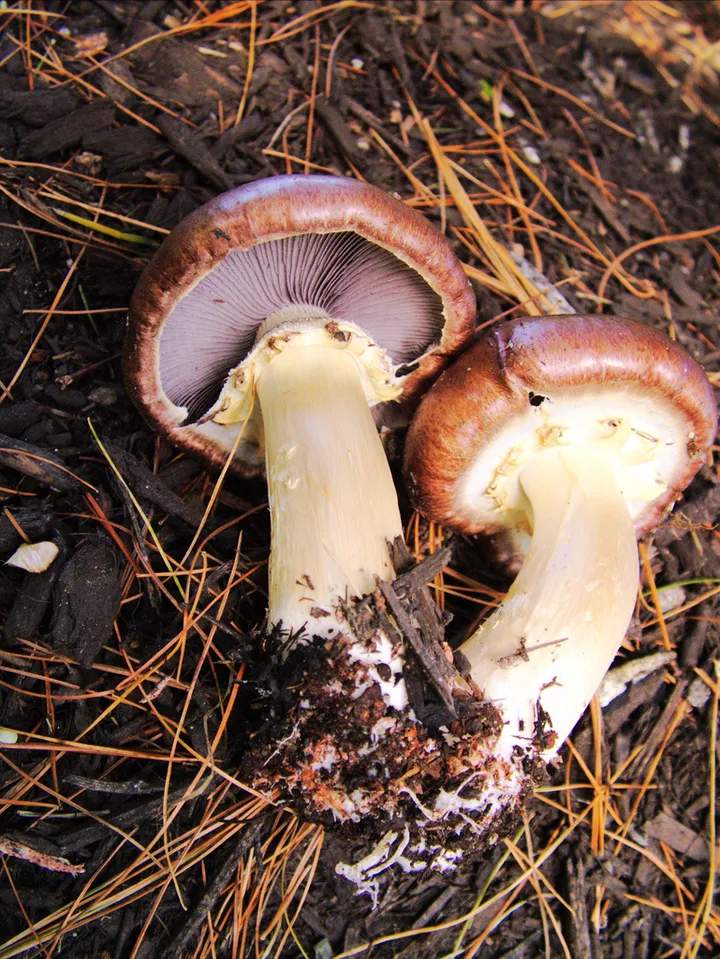 Foto yang diasosiasikan dengan Stropharia rugosoannulata pada iNaturalist
