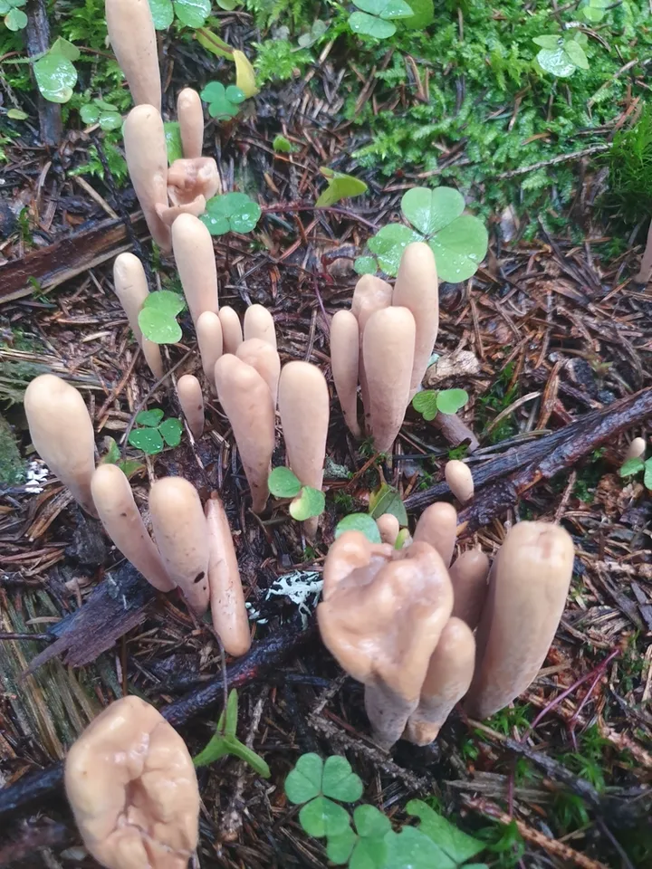 Foto yang diasosiasikan dengan Clavariadelphus ligula pada iNaturalist