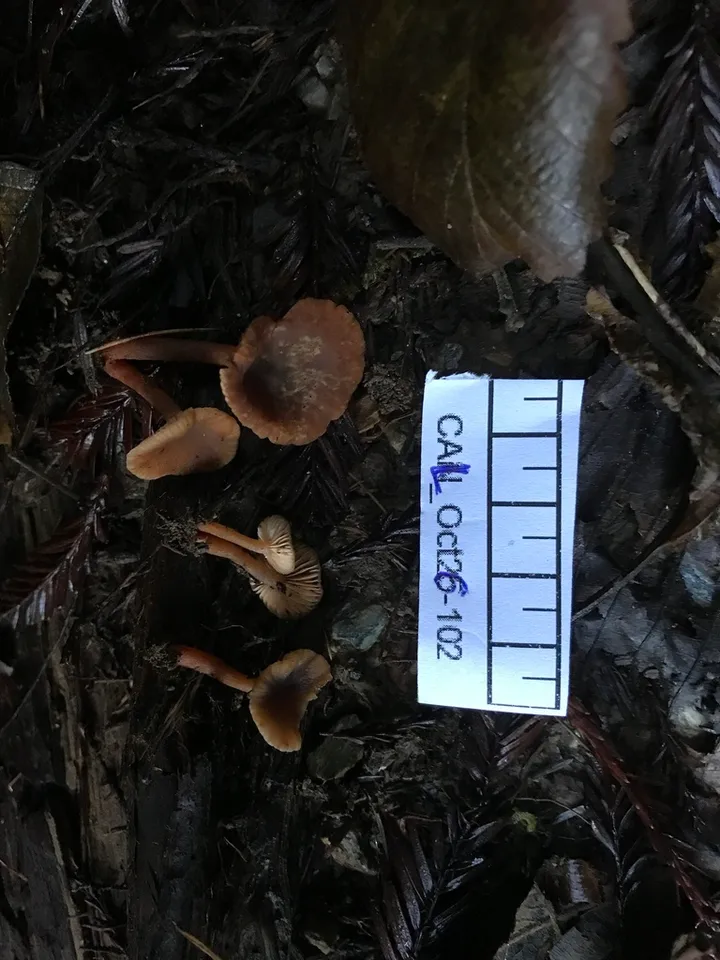 Foto yang diasosiasikan dengan Lactarius occidentalis pada iNaturalist