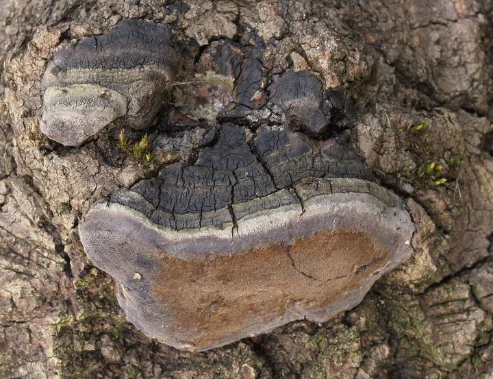 Foto yang diasosiasikan dengan Phellinus tremulae pada iNaturalist