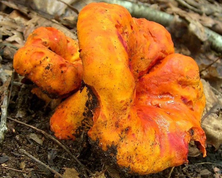 Foto yang diasosiasikan dengan Hypomyces lactifluorum pada iNaturalist