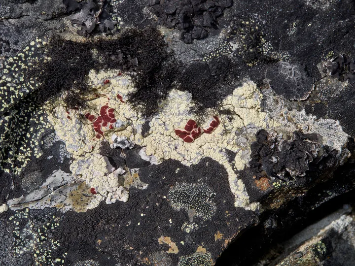 Foto yang diasosiasikan dengan Ophioparma ventosa pada iNaturalist