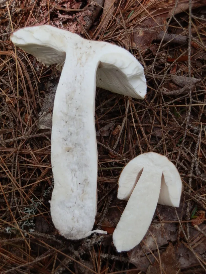 Foto yang diasosiasikan dengan Russula veternosa pada iNaturalist