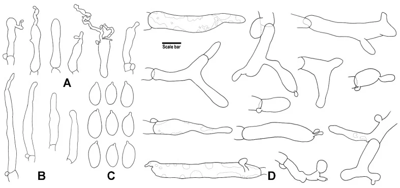 Ilustrasi struktur morfologi Gymnopus sinopolyphyllus menurut keterangan sumber