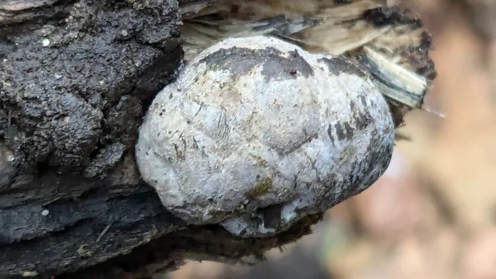 Foto yang diasosiasikan dengan Daldinia decipiens pada iNaturalist