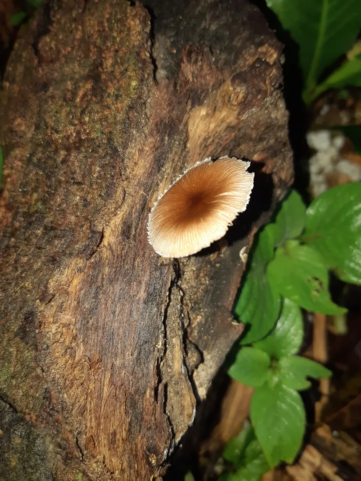 Foto yang diasosiasikan dengan Pluteus longistriatus pada iNaturalist
