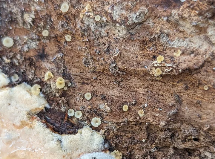 Foto yang diasosiasikan dengan Orbilia vinosa pada iNaturalist