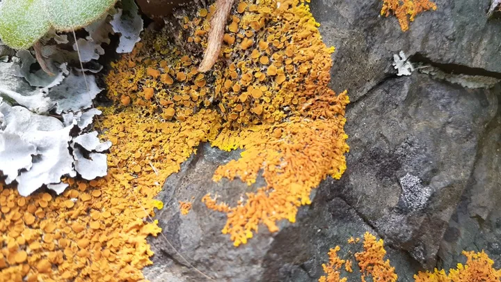 Foto yang diasosiasikan dengan Dufourea ligulata pada iNaturalist