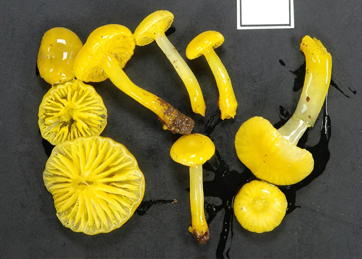 Foto yang diasosiasikan dengan Gloioxanthomyces chromolimoneus pada iNaturalist
