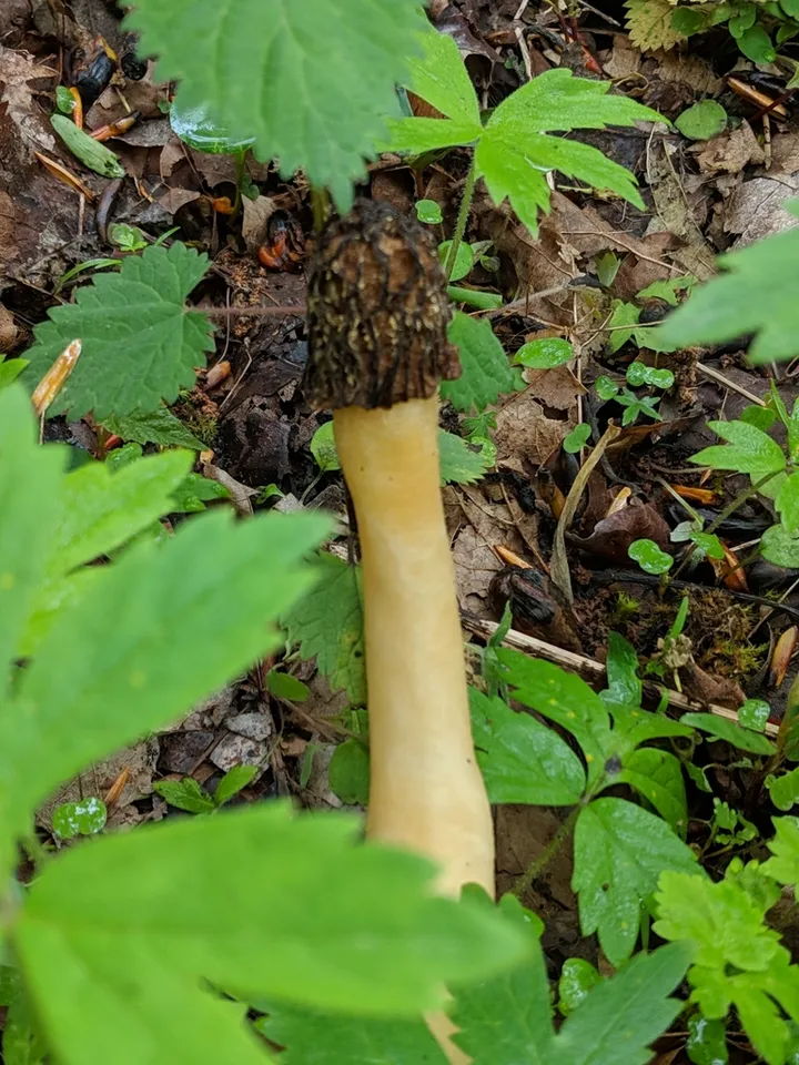 Foto yang diasosiasikan dengan Verpa bohemica pada iNaturalist