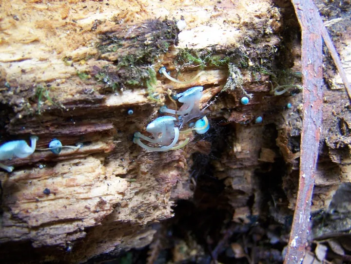 Mycena interrupta di bawah kayu