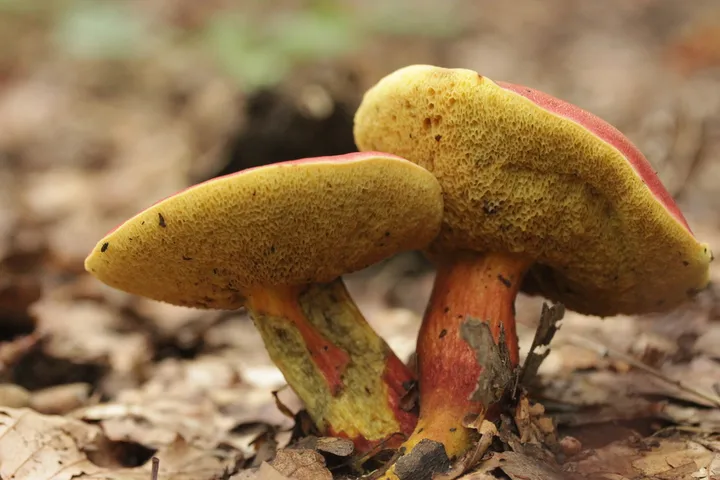 Foto yang diasosiasikan dengan Hortiboletus rubellus pada iNaturalist