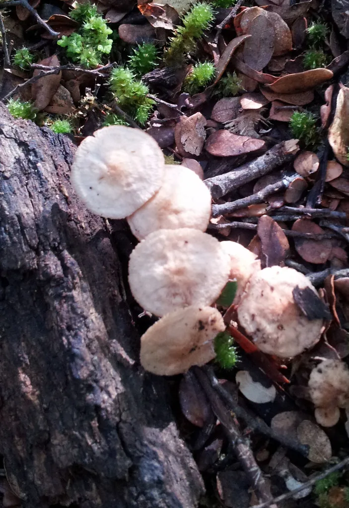 Foto yang diasosiasikan dengan Gymnopus cockaynei pada iNaturalist