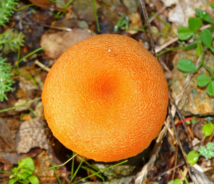 Foto yang diasosiasikan dengan Laccaria proxima pada iNaturalist