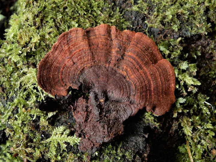 Foto yang diasosiasikan dengan Hymenochaete microcycla pada iNaturalist