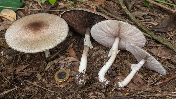 Foto yang diasosiasikan dengan Agaricus subrufescens pada iNaturalist