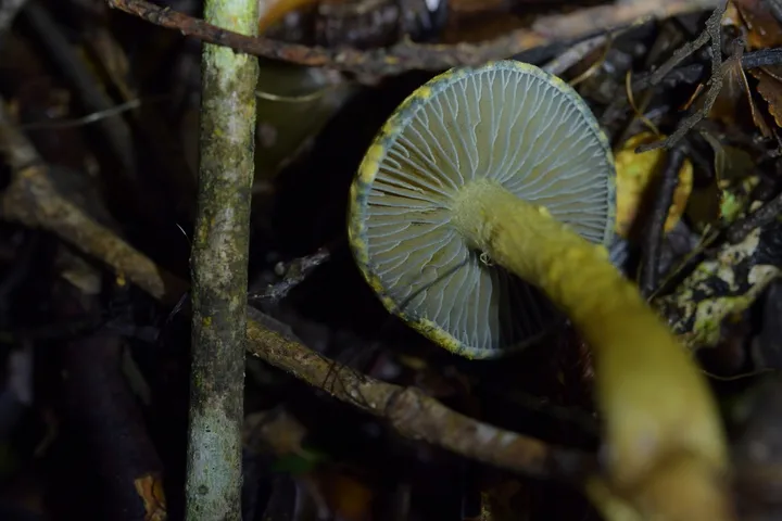 Foto yang diasosiasikan dengan Cortinarius aerugineoconicus pada iNaturalist
