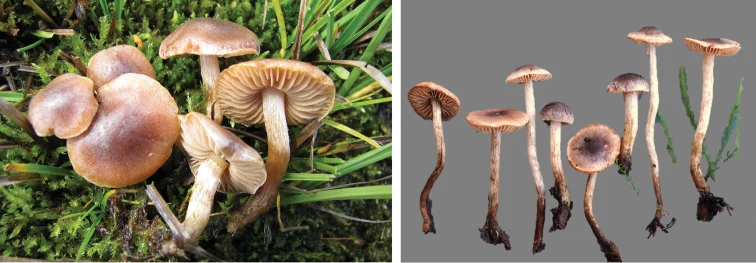 Pelat ilmiah Hebeloma nigellum menurut sumber