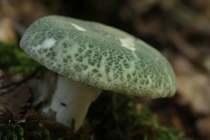 Foto yang diasosiasikan dengan Russula virescens pada iNaturalist