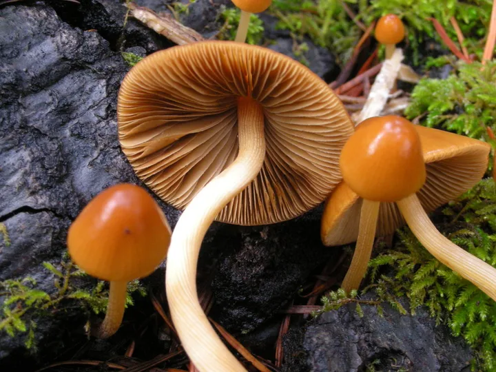 Foto yang diasosiasikan dengan Conocybe tenera pada iNaturalist