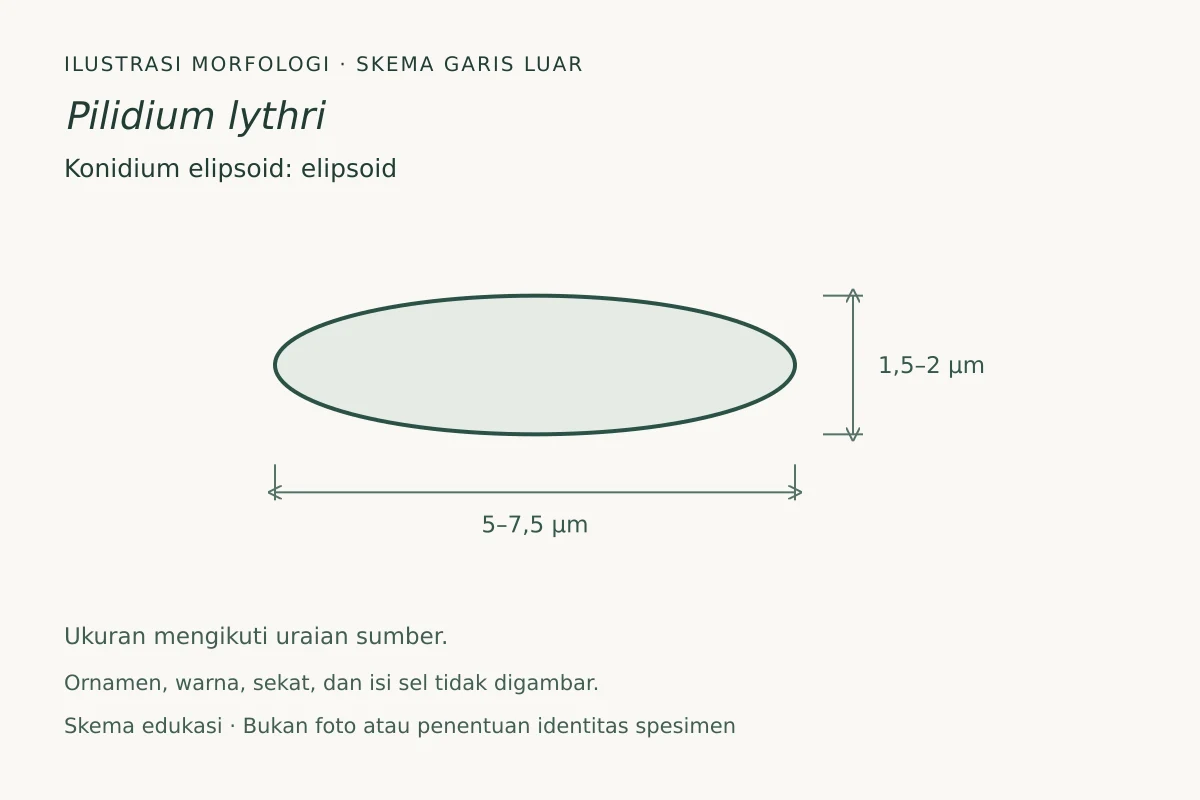 Skema garis luar konidium elipsoid Pilidium lythri: elipsoid, ukuran 5–7,5 × 1,5–2 µm